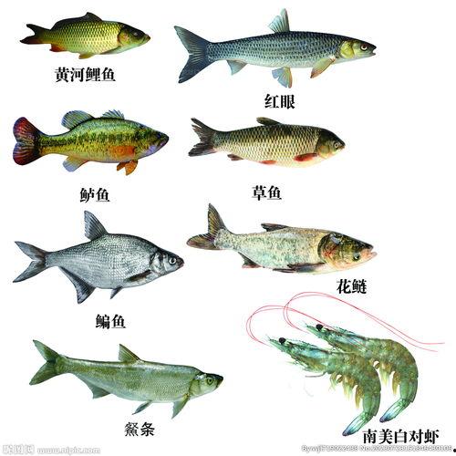 各类鱼图片及名称大全,鱼类世界名品大盘点