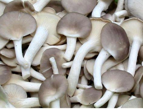 蘑菇的种类和图片大全,图片大全带你领略菌类世界