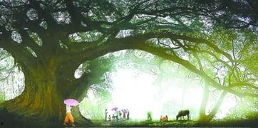 日本 神树,千年古木的神秘传说与自然奇观