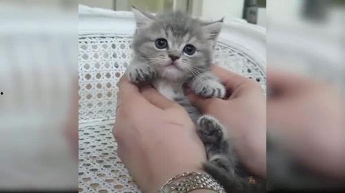 猫咪爱看的视频,揭秘它们最爱的视频内容