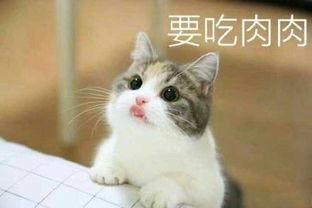 超萌可爱表情图片大全,萌化你的每一天