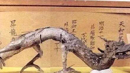 日本博物馆真龙标本,日本博物馆珍藏标本深度解析