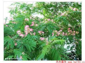 芙蓉树图片,自然之美与人文情怀的交融