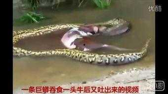 巨蟒惊魂在线观看,惊悚探险，生死逃亡