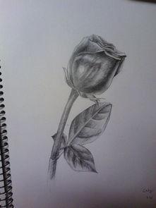 玫瑰花素描图片,绽放于纸间的浪漫瞬间