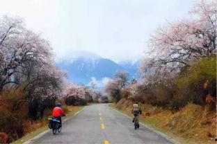 家乡的路国语,岁月流转中的乡愁记忆