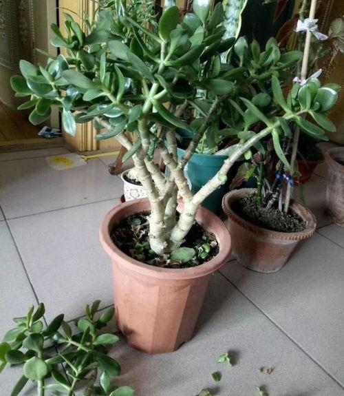 修剪玉树视频,打造完美树形