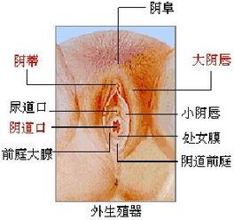妇科念珠菌图片大全,常见症状与预防措施
