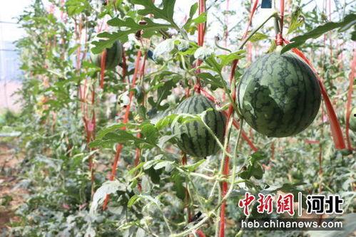 章丘小吊瓜今日报价,新鲜上市，价格实惠，抢购从速！