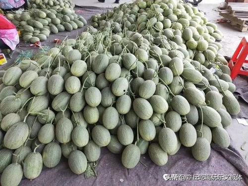 章丘小吊瓜今日报价,新鲜上市，价格实惠，抢购从速！
