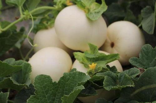 白香瓜图片,夏日里的清新甜蜜之选