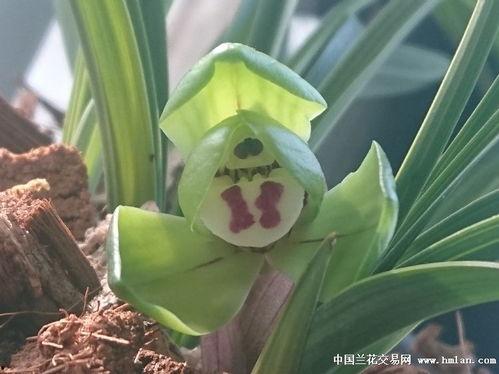 升级兰花图片大全