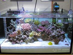 海水鱼缸造景图片大全,海水鱼缸造景图片精选集