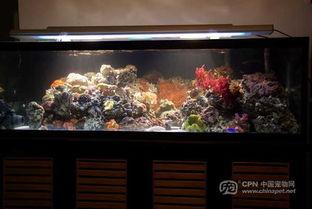 海水鱼缸造景图片大全,海水鱼缸造景图片精选集