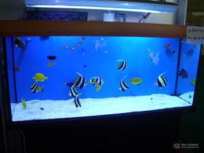 海水鱼缸造景图片大全,海水鱼缸造景图片精选集