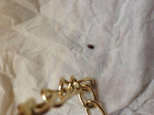 床上常见虫子图片大全,床上虫子图片解析