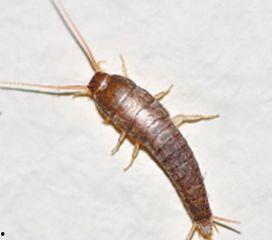 床上常见虫子图片大全,床上虫子图片解析
