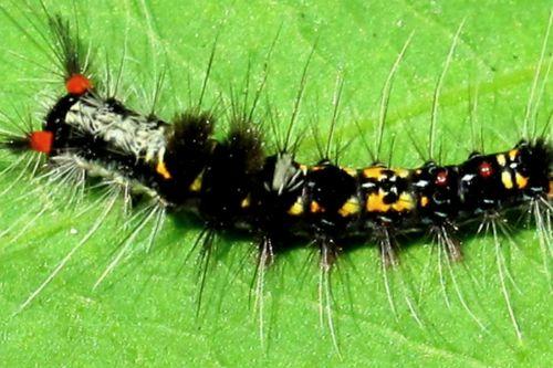 床上常见虫子图片大全,床上虫子图片解析