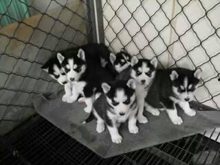 哈士奇小时候图片大全