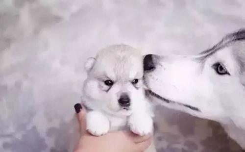 哈士奇小时候图片大全