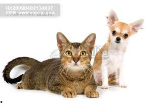 狗猫图片,狗狗与猫咪的可爱瞬间