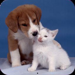 狗猫图片,狗狗与猫咪的可爱瞬间