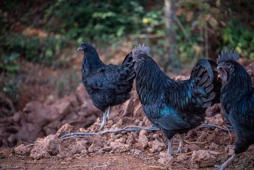 五黑鸡图片,探寻古老品种的独特魅力与营养价值”