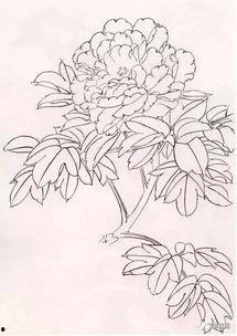 牡丹画法教学视频