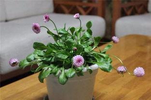 长寿菊图片,绽放岁月的美丽使者