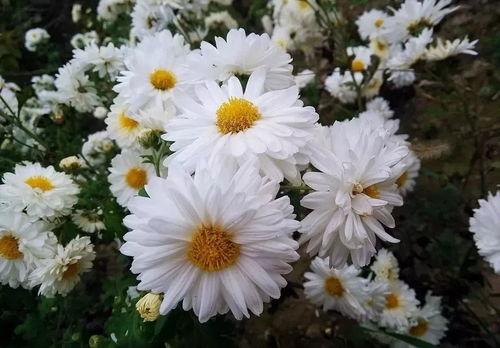 长寿菊图片,绽放岁月的美丽使者