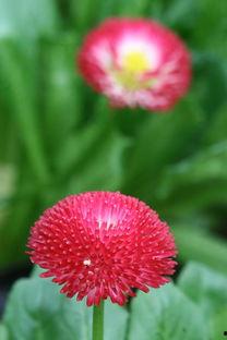 长寿菊图片,绽放岁月的美丽使者