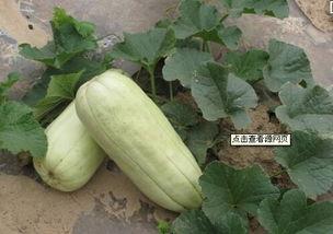 今日大荔高石脆瓜价格,价格行情一览”