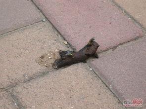 狗屎图片,宠物排泄物的处理之道