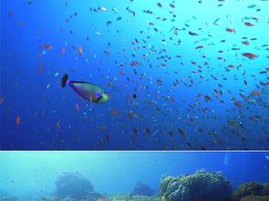 深海鱼类大全名称图片,深海鱼类大全图鉴解析