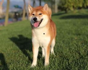 日本柴犬照片,忠诚与活泼的完美结合