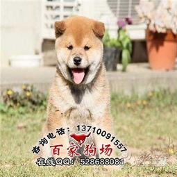 日本柴犬照片,忠诚与活泼的完美结合