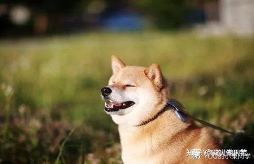 日本柴犬照片,忠诚与活泼的完美结合