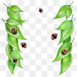 树虫图片大全,千姿百态的昆虫画卷