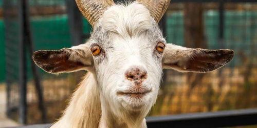 面捏的羊图片大全,面捏羊图片大全赏析