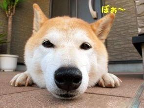 严肃图片搞笑大全,搞笑大全里的欢乐瞬间