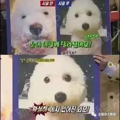 韩国狗整容,狗整容风潮背后的文化现象