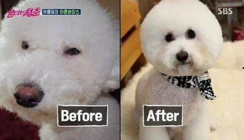 韩国狗整容,狗整容风潮背后的文化现象