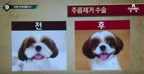 韩国狗整容,狗整容风潮背后的文化现象